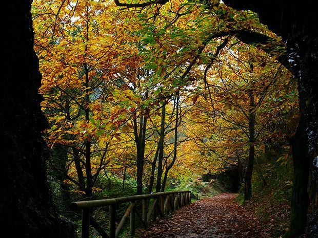 Senda del Oso alrededores casa rural L'Arboleu Asturias Teverga Senda del Oso alrededores casa rural L'Arboleu Asturias Teverga