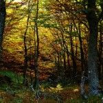 Hayedo Montegrande - casa rural L'Arboleu Asturias Teverga