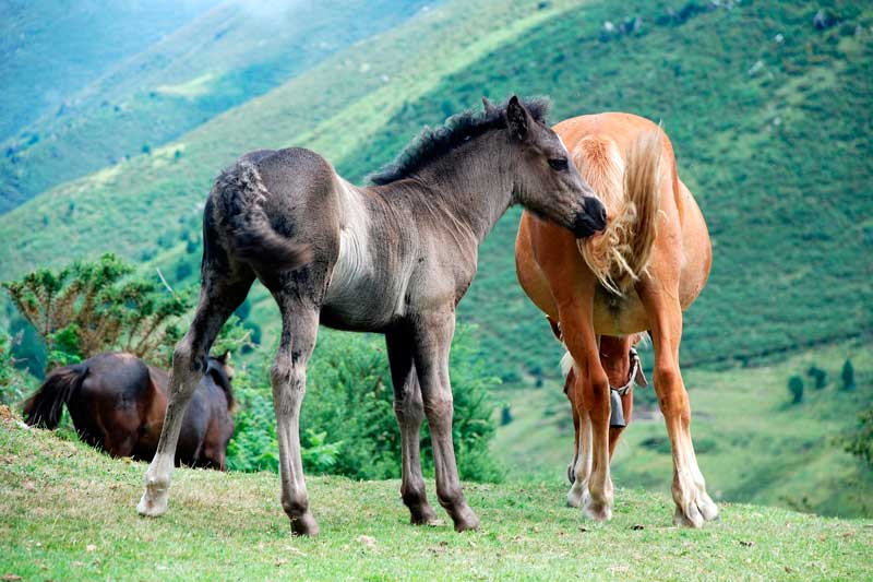 caballos-asturias-casa-rural-jacuzzi