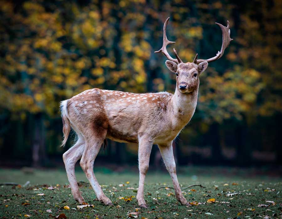 FAUNA-FLORA-PROAZA-TEVERGA-ASTURIAS