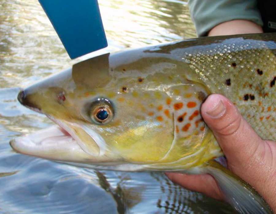PESCA-DA-MOSCA-ASTURIAS
