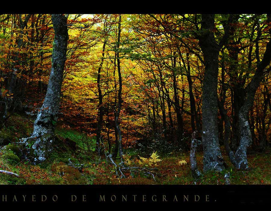 hayedo-montegrande-teverga-asturias-senda-del-oso
