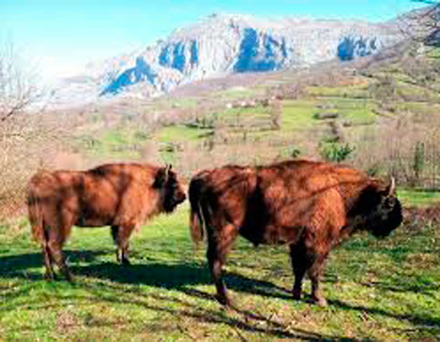 parque-de-la-prehistoria